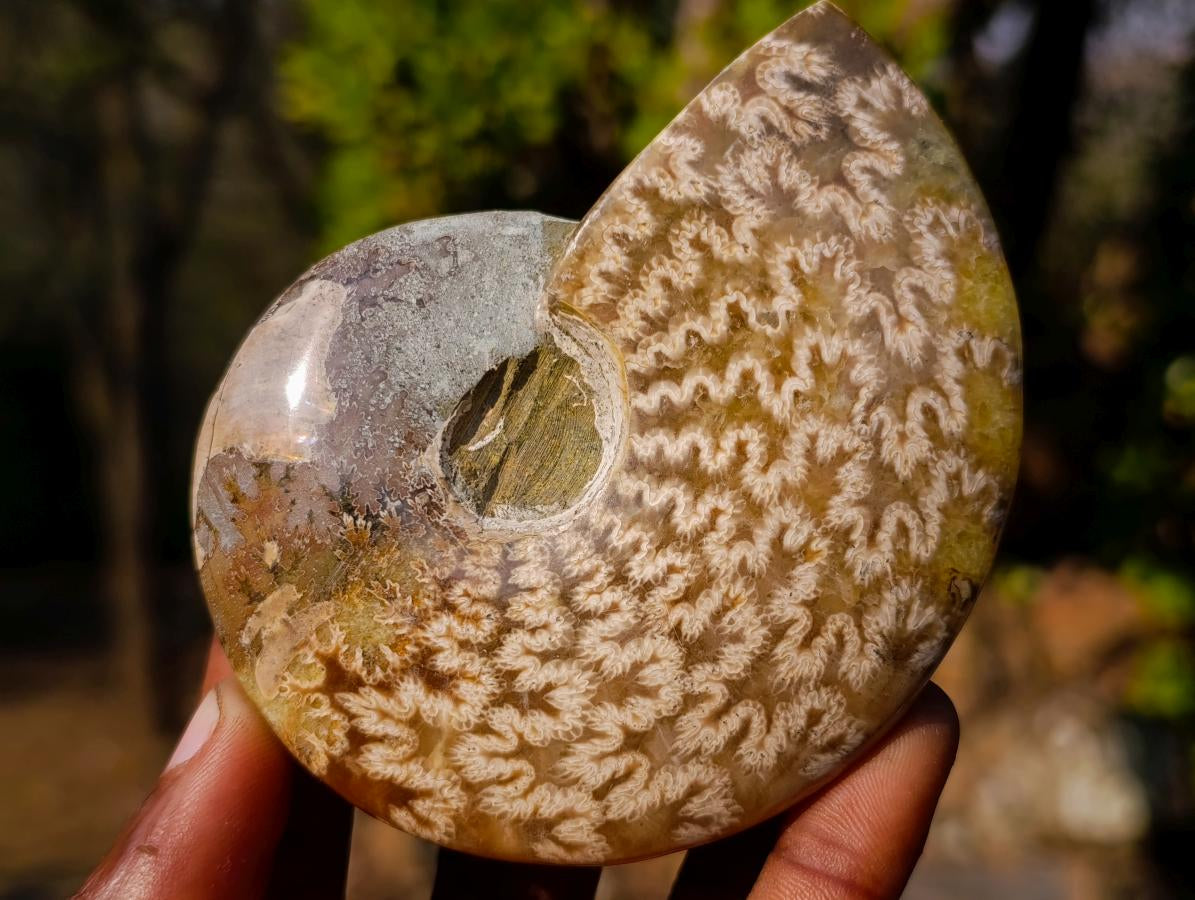 Polished Whole "Jigsaw" Red Opalized Cleoniceras Ammonite Fossils x 3 From Tulear, Madagascar - Toprock Gemstones and Minerals 