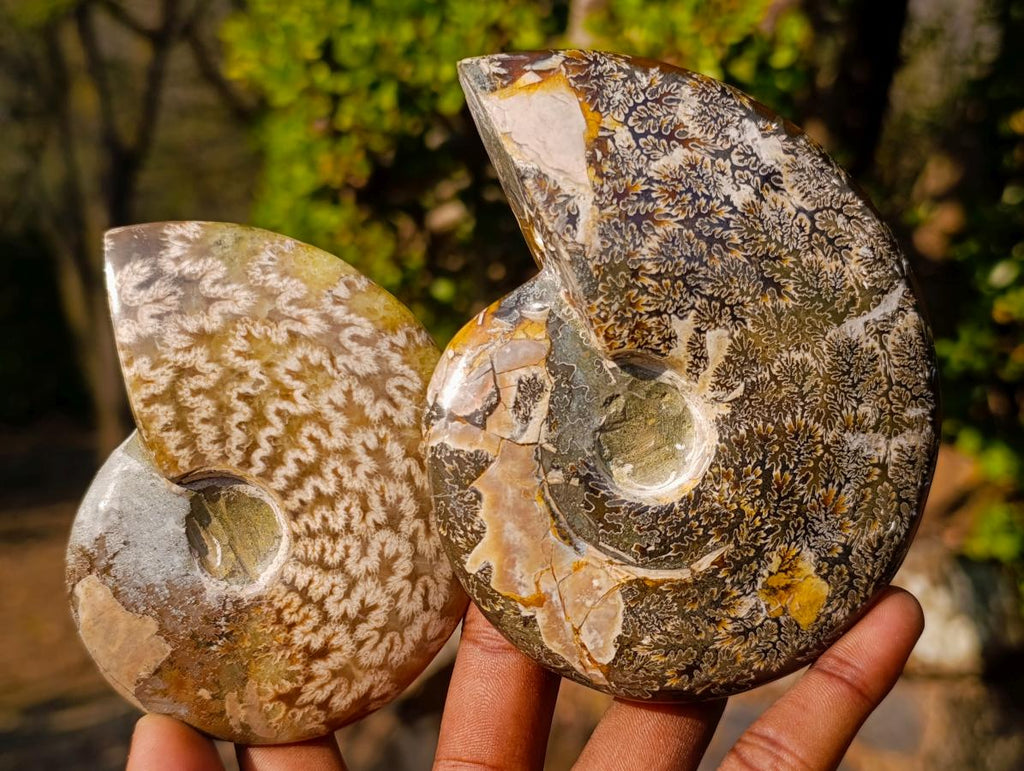 Polished Whole "Jigsaw" Red Opalized Cleoniceras Ammonite Fossils x 3 From Tulear, Madagascar - Toprock Gemstones and Minerals 
