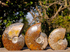 Polished Whole "Jigsaw" Red Opalized Cleoniceras Ammonite Fossils x 3 From Tulear, Madagascar - Toprock Gemstones and Minerals 