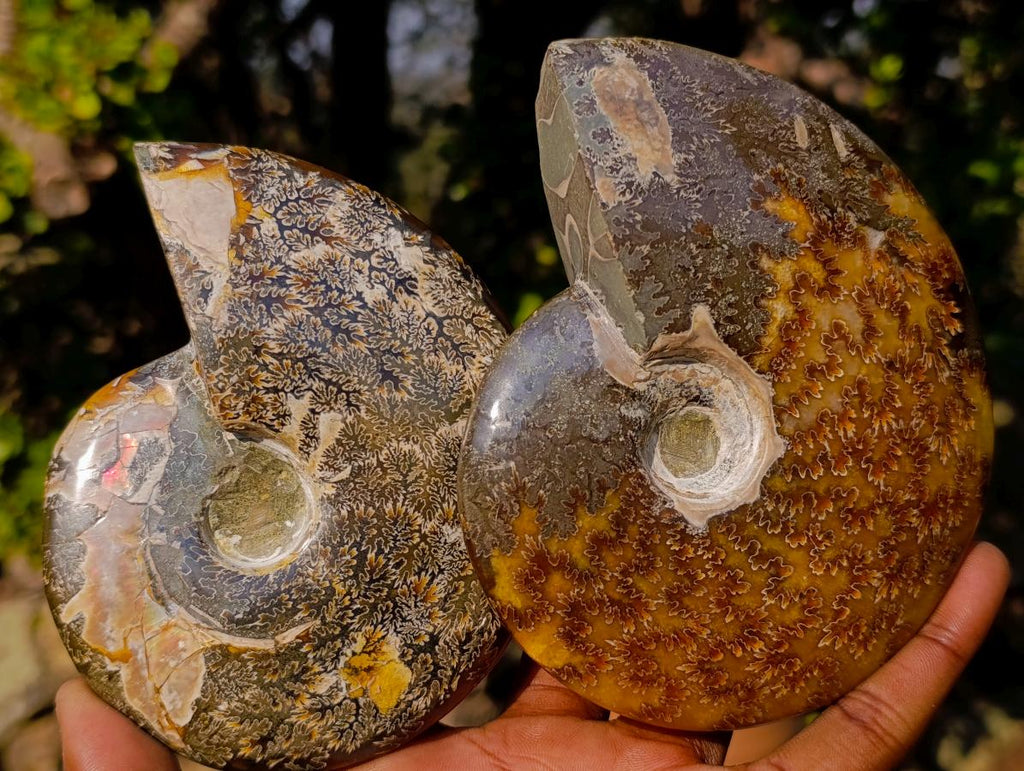 Polished Whole "Jigsaw" Red Opalized Cleoniceras Ammonite Fossils x 3 From Tulear, Madagascar - Toprock Gemstones and Minerals 