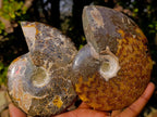 Polished Whole "Jigsaw" Red Opalized Cleoniceras Ammonite Fossils x 3 From Tulear, Madagascar - Toprock Gemstones and Minerals 