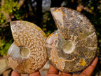Polished Whole "Jigsaw" Red Opalized Cleoniceras Ammonite Fossils x 3 From Tulear, Madagascar - Toprock Gemstones and Minerals 