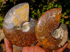 Polished Whole "Jigsaw" Red Opalized Cleoniceras Ammonite Fossils x 3 From Tulear, Madagascar - Toprock Gemstones and Minerals 