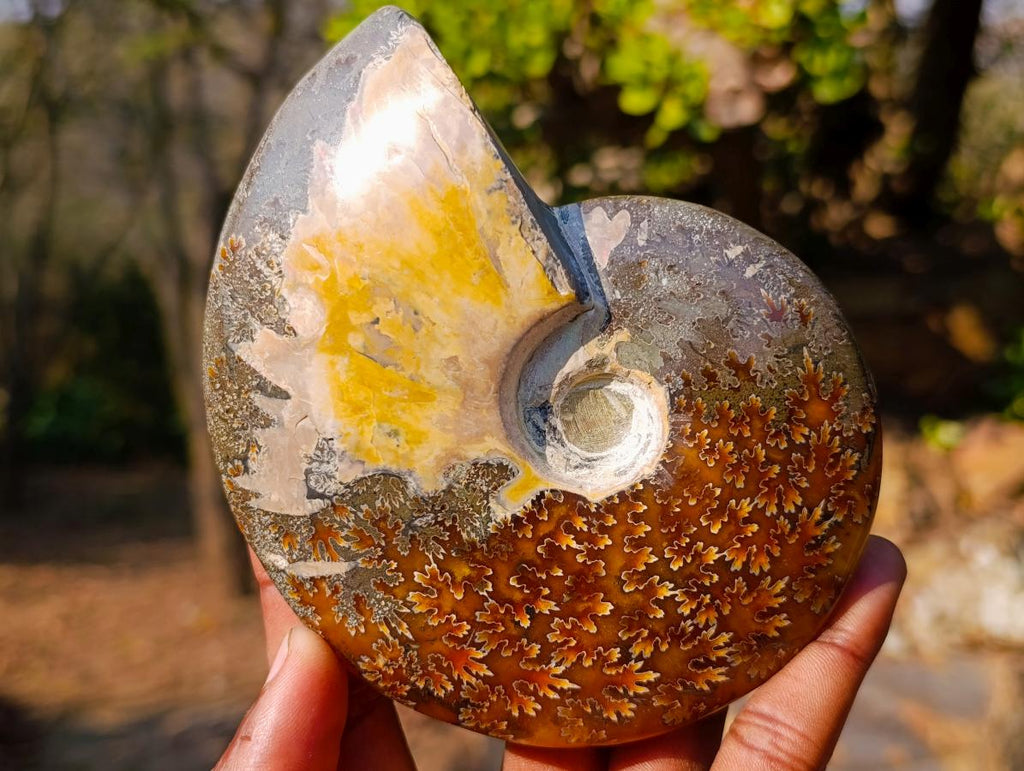 Polished Whole "Jigsaw" Red Opalized Cleoniceras Ammonite Fossils x 3 From Tulear, Madagascar - Toprock Gemstones and Minerals 