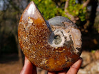 Polished Whole "Jigsaw" Red Opalized Cleoniceras Ammonite Fossils x 3 From Tulear, Madagascar - Toprock Gemstones and Minerals 