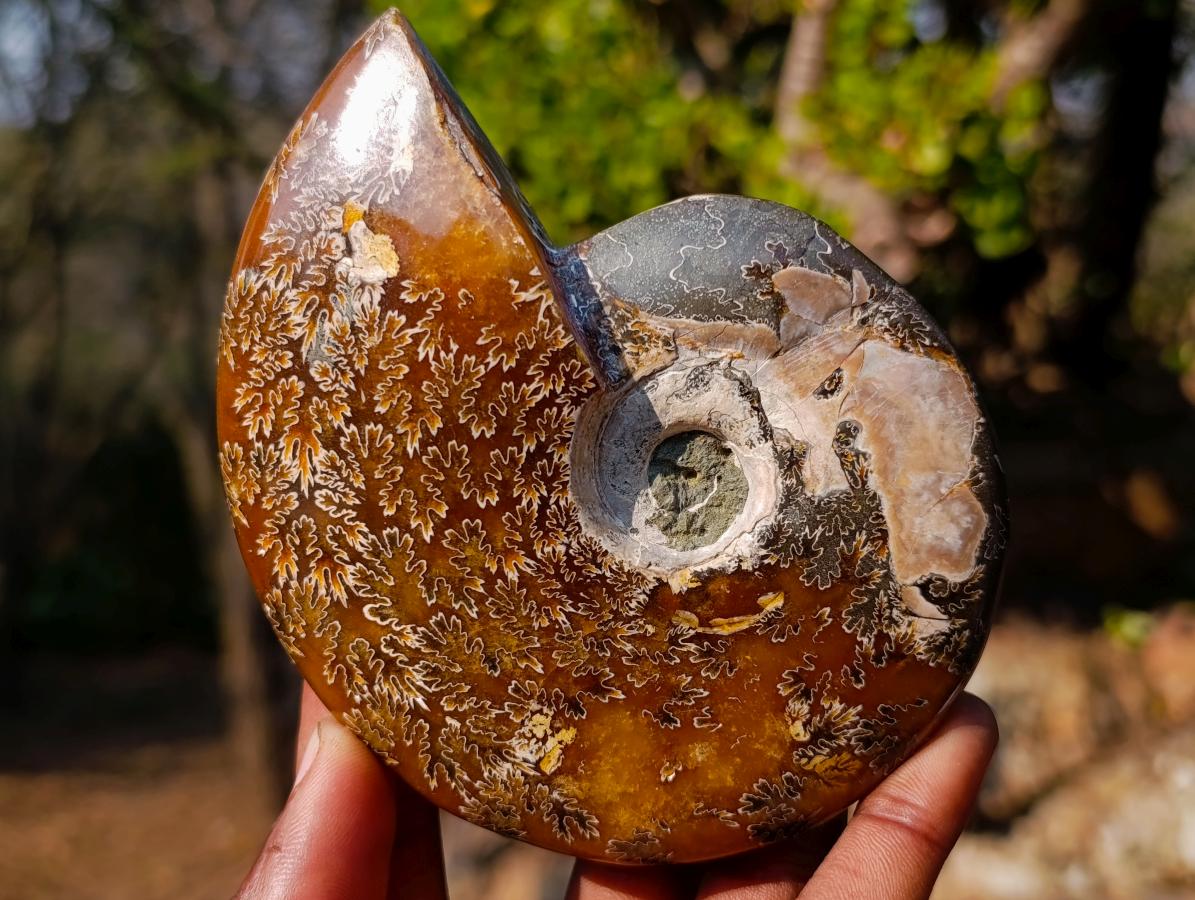 Polished Whole "Jigsaw" Red Opalized Cleoniceras Ammonite Fossils x 3 From Tulear, Madagascar - Toprock Gemstones and Minerals 