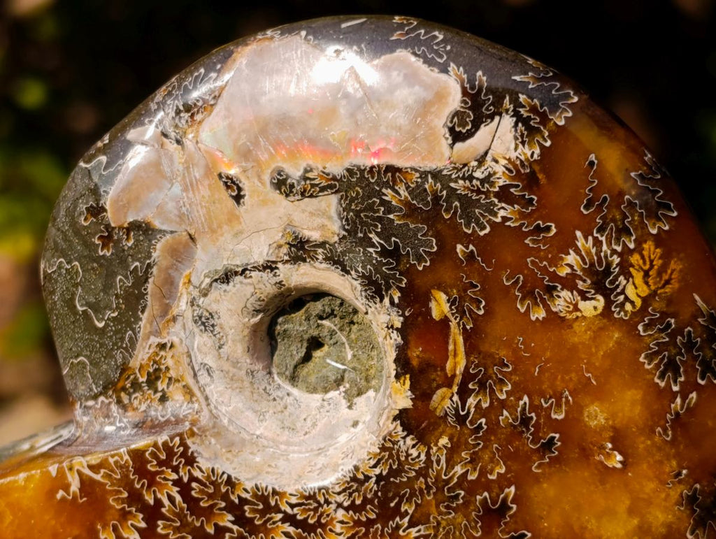Polished Whole "Jigsaw" Red Opalized Cleoniceras Ammonite Fossils x 3 From Tulear, Madagascar - Toprock Gemstones and Minerals 