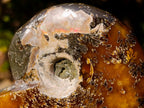 Polished Whole "Jigsaw" Red Opalized Cleoniceras Ammonite Fossils x 3 From Tulear, Madagascar - Toprock Gemstones and Minerals 