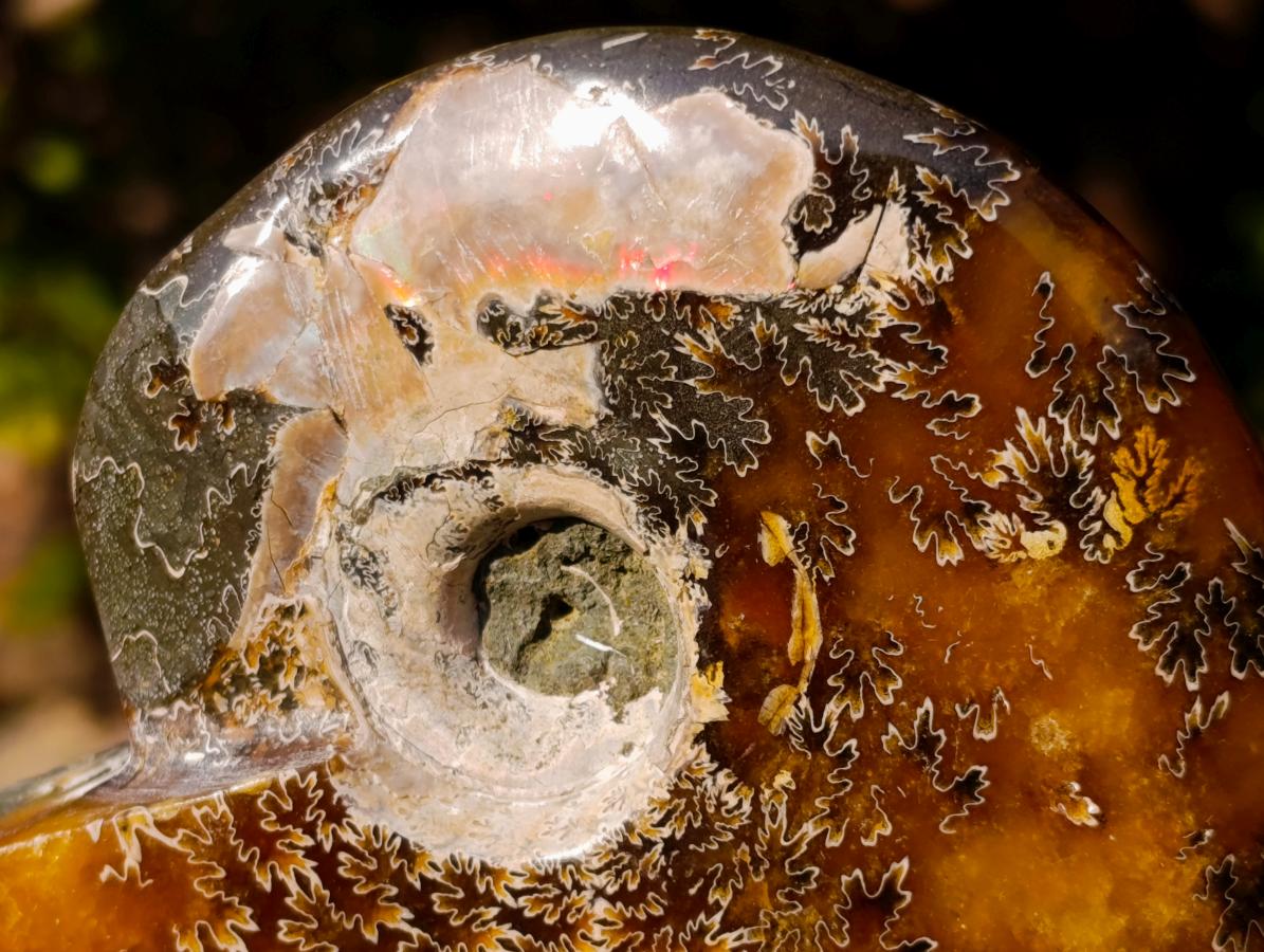 Polished Whole "Jigsaw" Red Opalized Cleoniceras Ammonite Fossils x 3 From Tulear, Madagascar - Toprock Gemstones and Minerals 