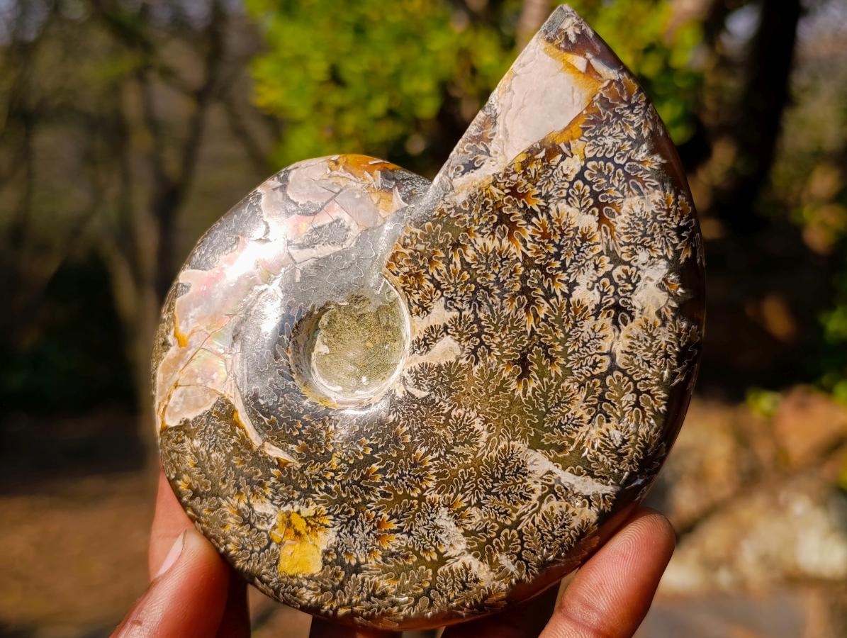 Polished Whole "Jigsaw" Red Opalized Cleoniceras Ammonite Fossils x 3 From Tulear, Madagascar - Toprock Gemstones and Minerals 