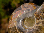 Polished Whole "Jigsaw" Red Opalized Cleoniceras Ammonite Fossils x 3 From Tulear, Madagascar - Toprock Gemstones and Minerals 