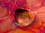 Polished and Natural Carnelian Agate Gemstone Bowls x 4 From Madagascar