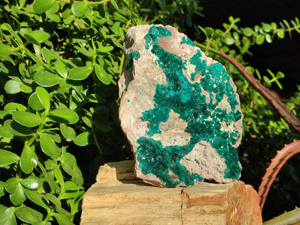 Natural XL Dioptase on Dolomite Specimen x 1 From Mashamba East Mine, Congo - Toprock Gemstones and Minerals 