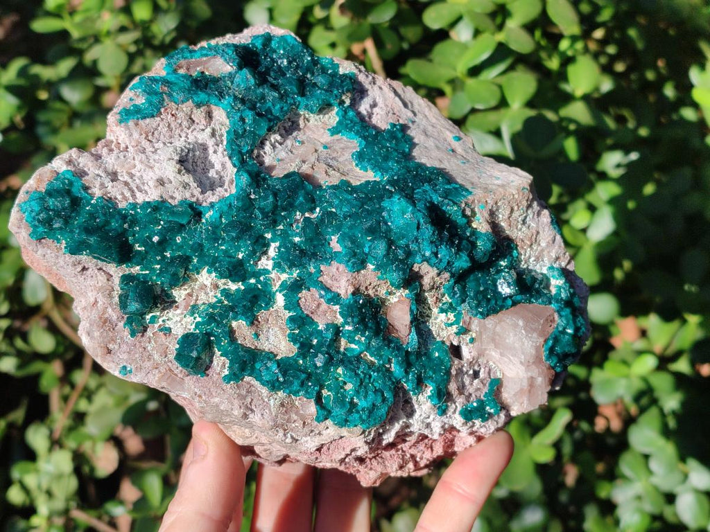 Natural XL Dioptase on Dolomite Specimen x 1 From Mashamba East Mine, Congo - Toprock Gemstones and Minerals 