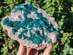 Natural XL Dioptase on Dolomite Specimen x 1 From Mashamba East Mine, Congo - Toprock Gemstones and Minerals 