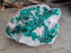 Natural XL Dioptase on Dolomite Specimen x 1 From Mashamba East Mine, Congo - Toprock Gemstones and Minerals 
