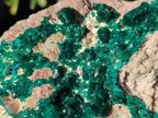 Natural XL Dioptase on Dolomite Specimen x 1 From Mashamba East Mine, Congo - Toprock Gemstones and Minerals 