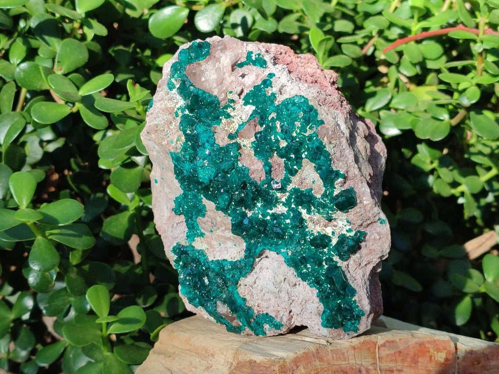 Natural XL Dioptase on Dolomite Specimen x 1 From Mashamba East Mine, Congo - Toprock Gemstones and Minerals 