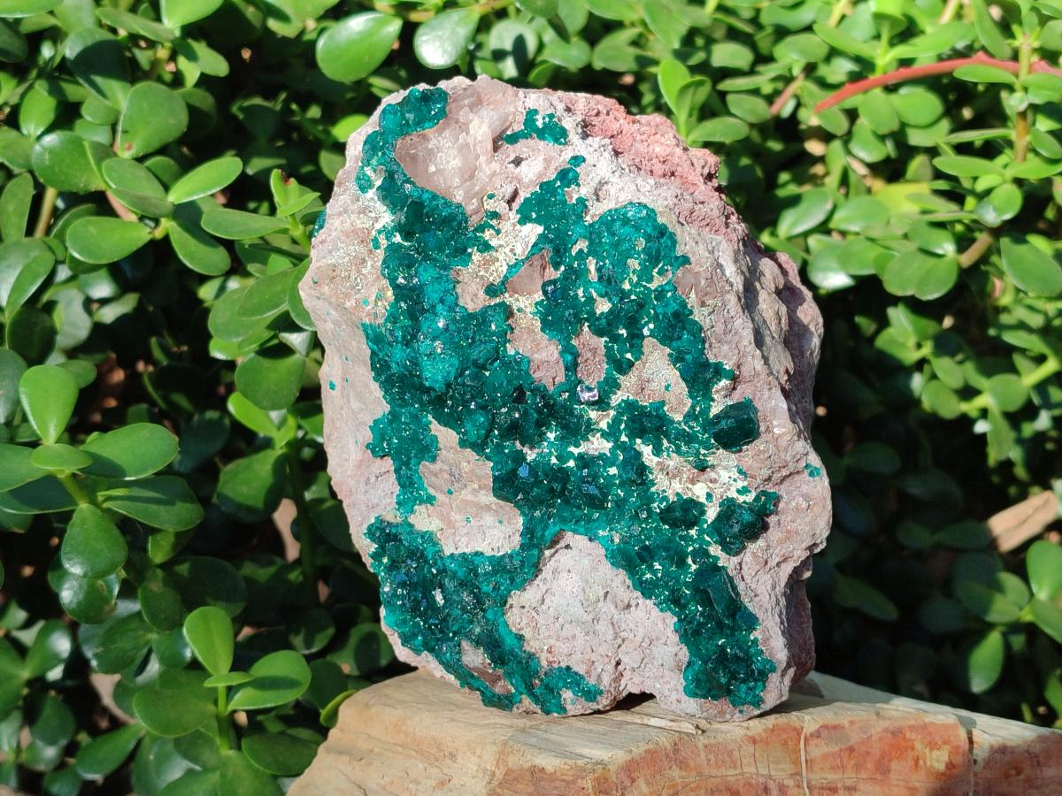 Natural XL Dioptase on Dolomite Specimen x 1 From Mashamba East Mine, Congo - Toprock Gemstones and Minerals 