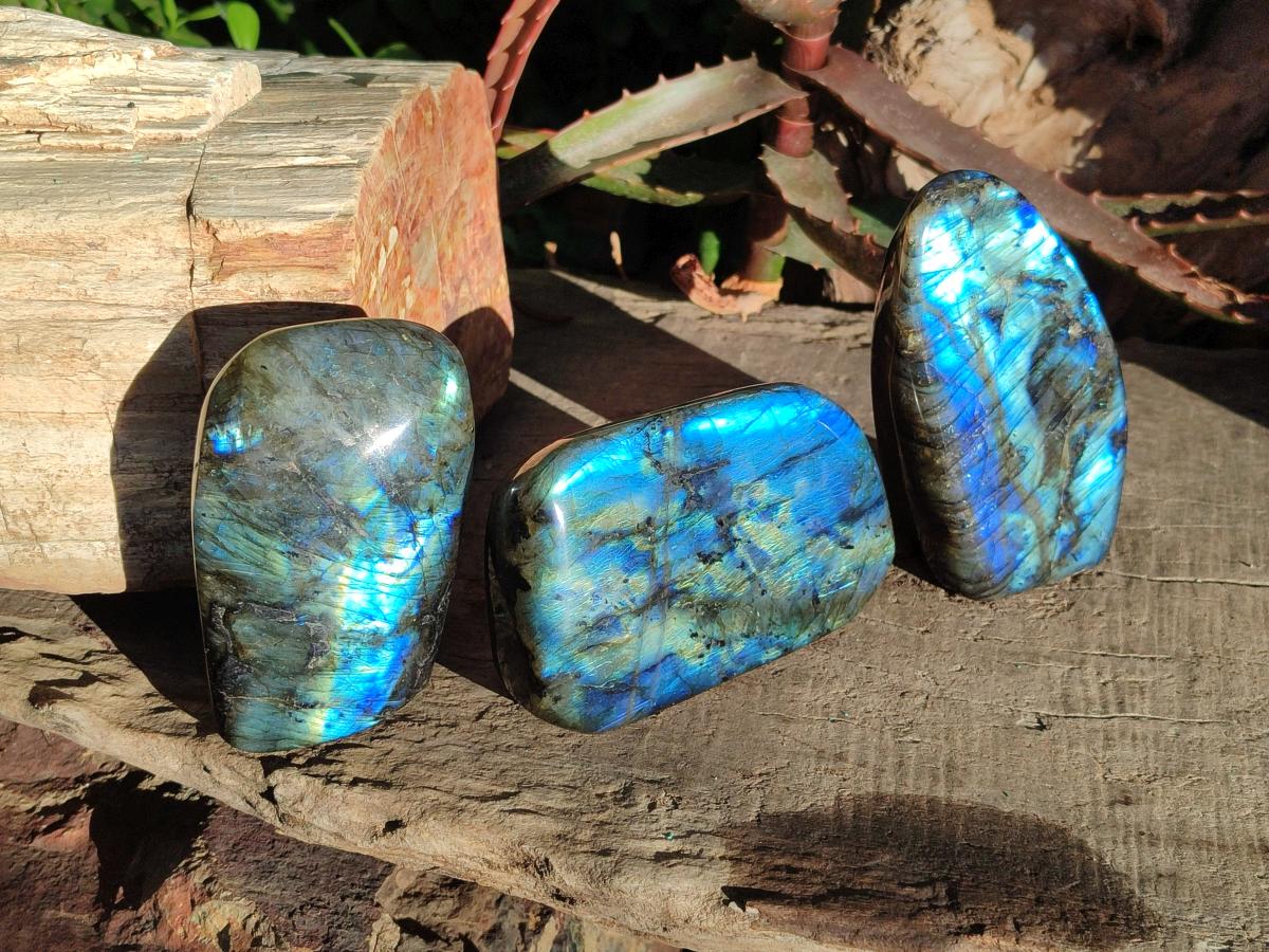 Polished Labradorite Standing Display Pieces x 3 From Madagascar - Toprock Gemstones and Minerals 
