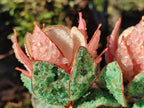 Hand Made Twin Gemstone Protea Stone Art Trees x 2 From South Africa - Toprock Gemstones and Minerals 