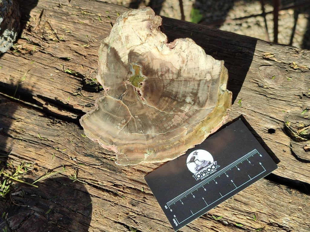 Polished and Natural Dadoxylon Petrified Wood Slices x 5 From Gokwe, Zimbabwe - Toprock Gemstones and Minerals 