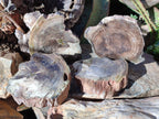Polished and Natural Dadoxylon Petrified Wood Slices x 5 From Gokwe, Zimbabwe - Toprock Gemstones and Minerals 