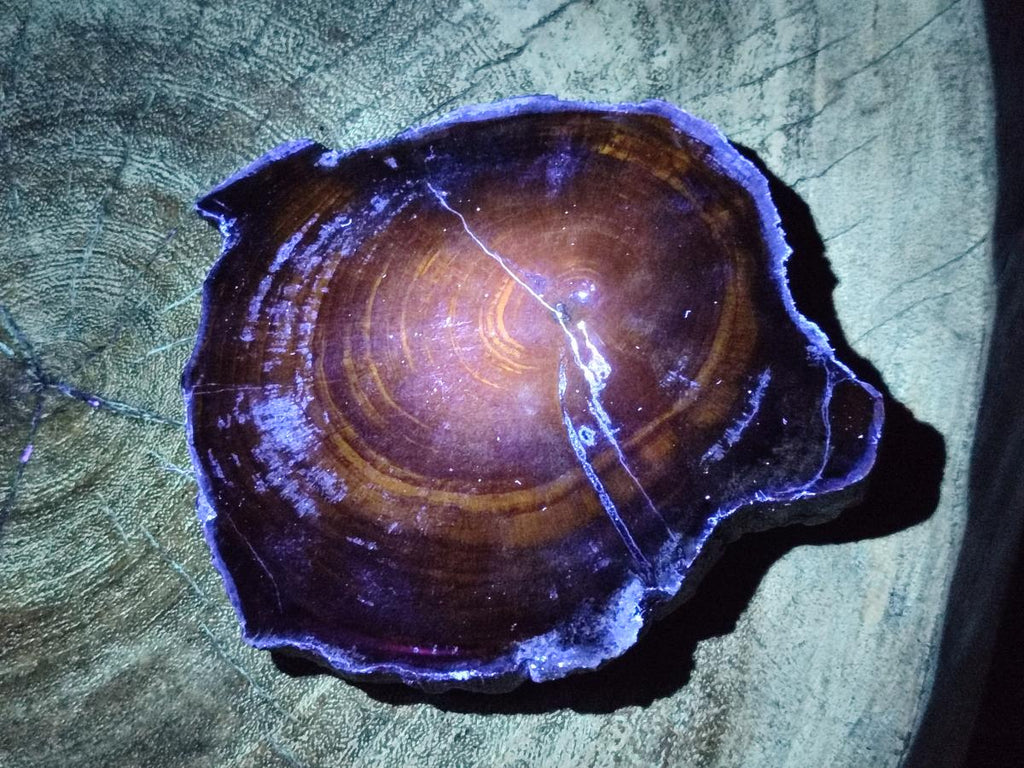 Polished and Natural Dadoxylon Petrified Wood Slices x 5 From Gokwe, Zimbabwe - Toprock Gemstones and Minerals 