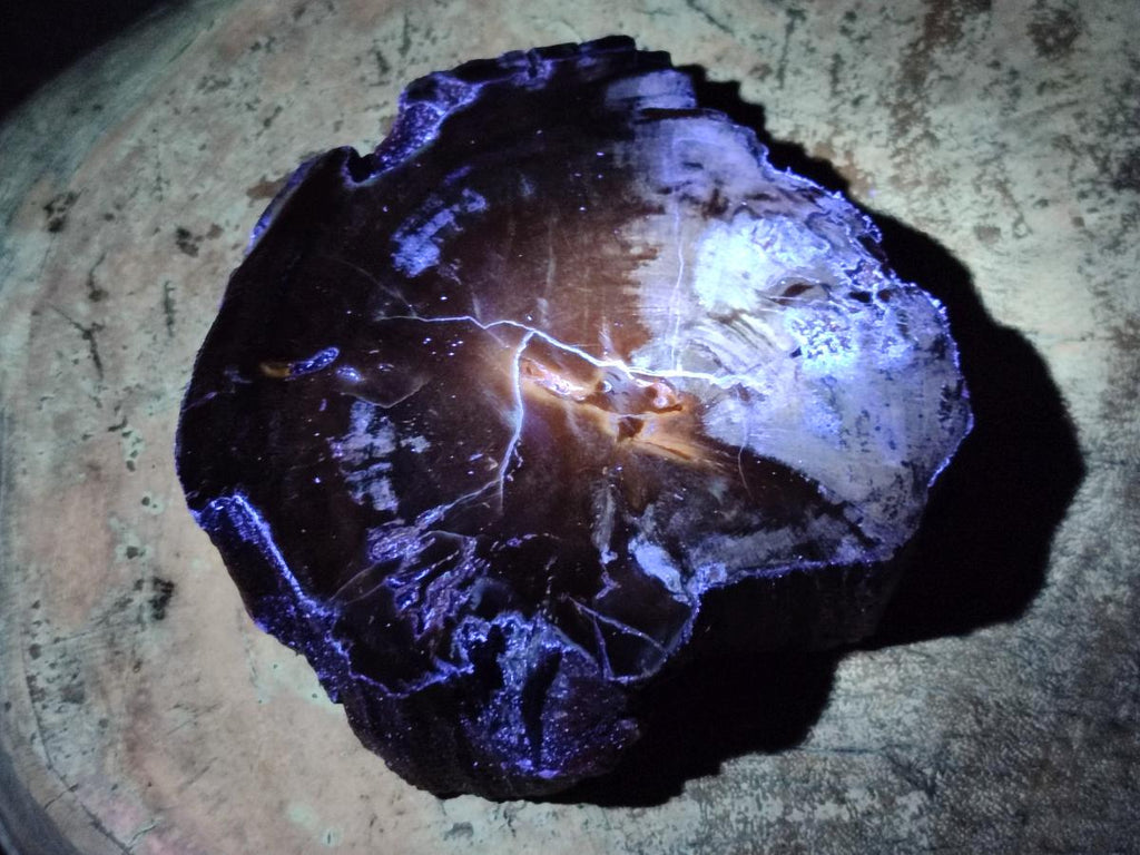 Polished and Natural Dadoxylon Petrified Wood Slices x 5 From Gokwe, Zimbabwe - Toprock Gemstones and Minerals 