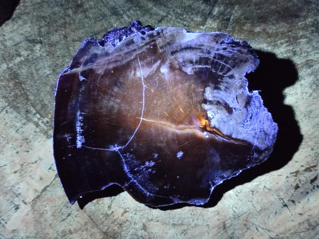 Polished and Natural Dadoxylon Petrified Wood Slices x 5 From Gokwe, Zimbabwe - Toprock Gemstones and Minerals 