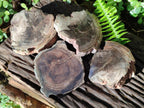 Polished and Natural Dadoxylon Petrified Wood Slices x 5 From Gokwe, Zimbabwe - Toprock Gemstones and Minerals 