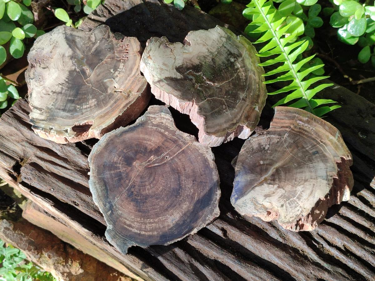 Polished and Natural Dadoxylon Petrified Wood Slices x 5 From Gokwe, Zimbabwe - Toprock Gemstones and Minerals 