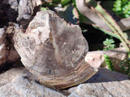 Polished and Natural Dadoxylon Petrified Wood Slices x 5 From Gokwe, Zimbabwe - Toprock Gemstones and Minerals 
