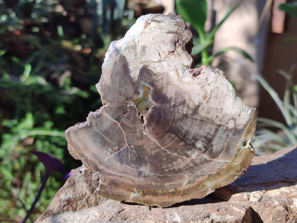 Polished and Natural Dadoxylon Petrified Wood Slices x 5 From Gokwe, Zimbabwe - Toprock Gemstones and Minerals 
