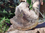Polished and Natural Dadoxylon Petrified Wood Slices x 5 From Gokwe, Zimbabwe - Toprock Gemstones and Minerals 