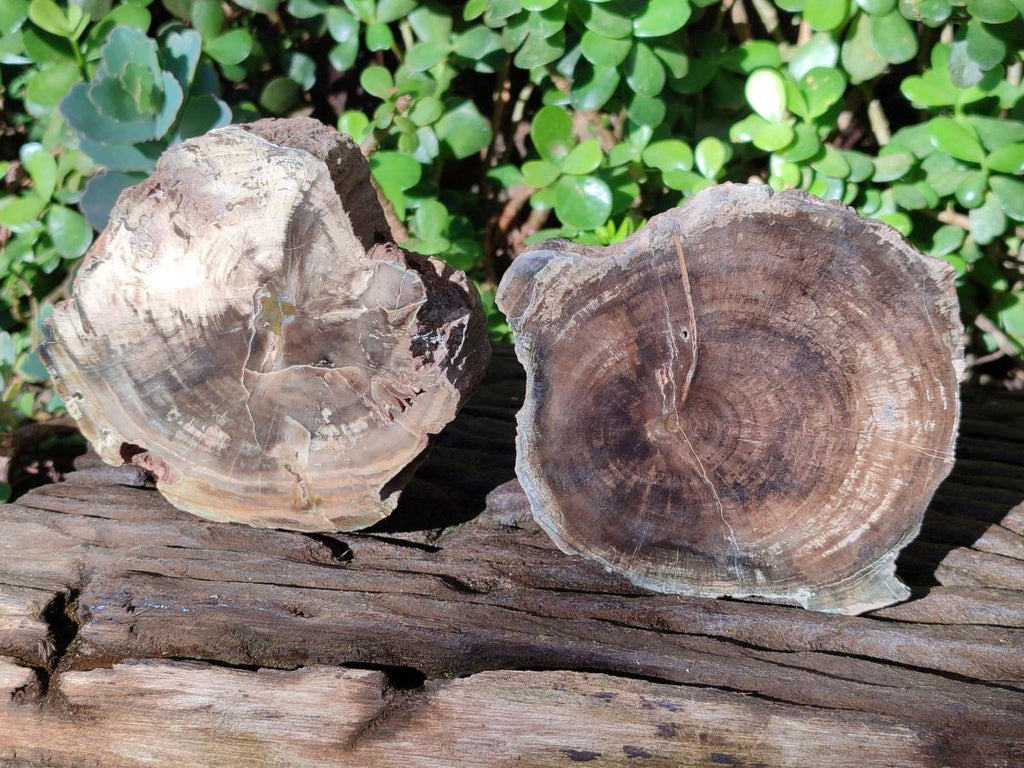 Polished and Natural Dadoxylon Petrified Wood Slices x 5 From Gokwe, Zimbabwe - Toprock Gemstones and Minerals 
