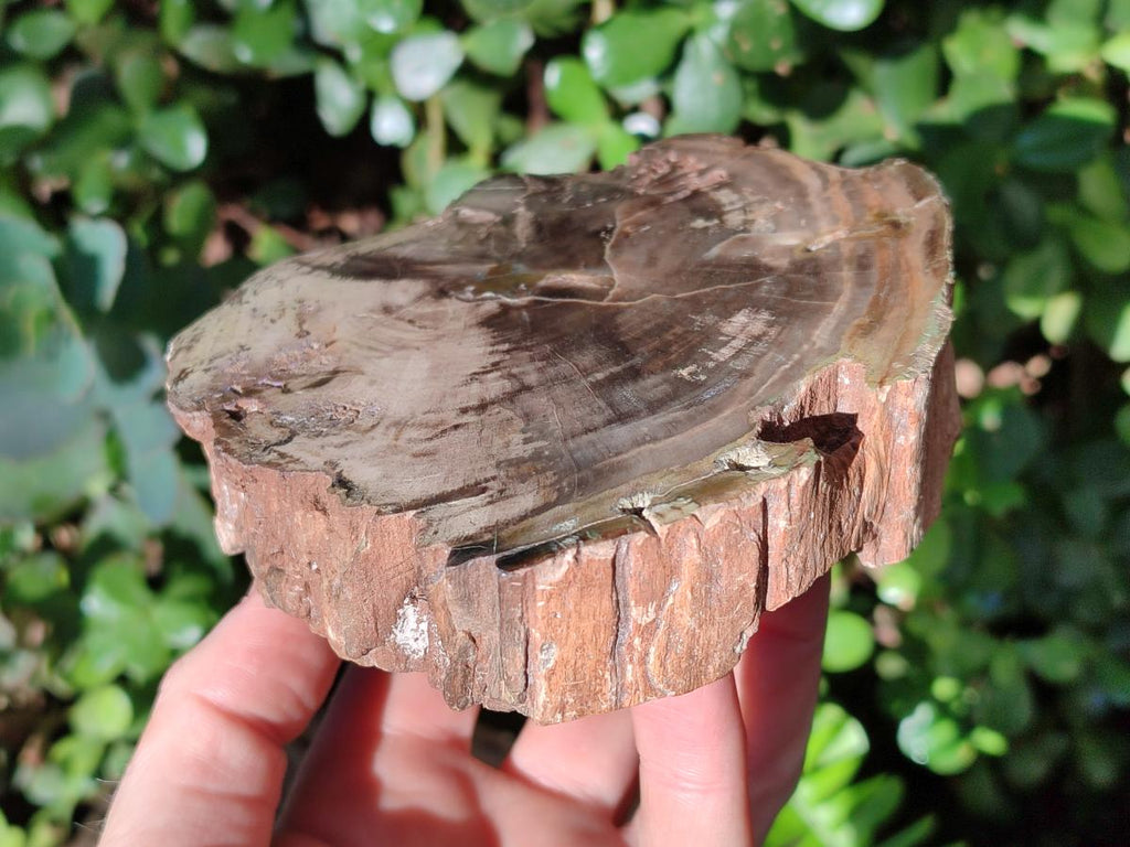Polished and Natural Dadoxylon Petrified Wood Slices x 5 From Gokwe, Zimbabwe - Toprock Gemstones and Minerals 