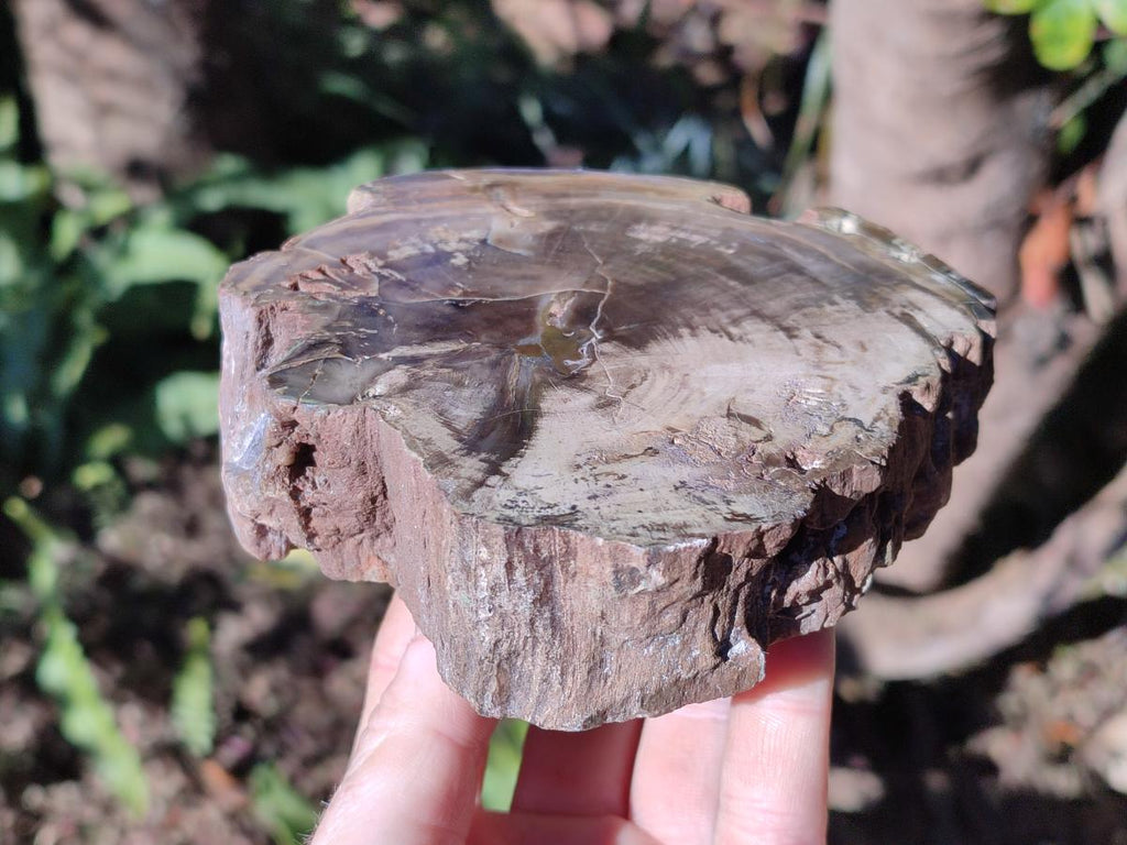 Polished and Natural Dadoxylon Petrified Wood Slices x 5 From Gokwe, Zimbabwe - Toprock Gemstones and Minerals 