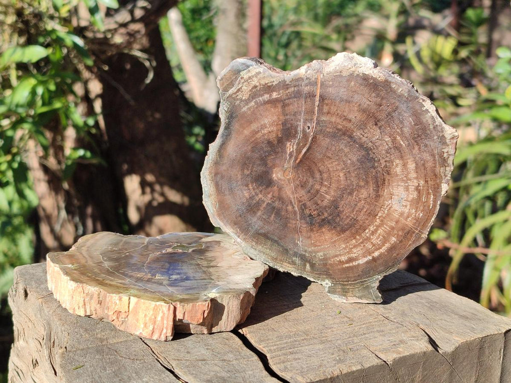 Polished and Natural Dadoxylon Petrified Wood Slices x 5 From Gokwe, Zimbabwe - Toprock Gemstones and Minerals 