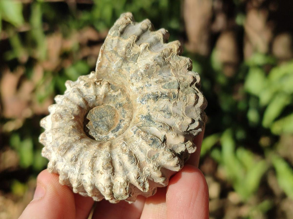 Natural Douvilleiceras Ammonite Fossils x 12 From Maintirano, Madagascar - Toprock Gemstones and Minerals 
