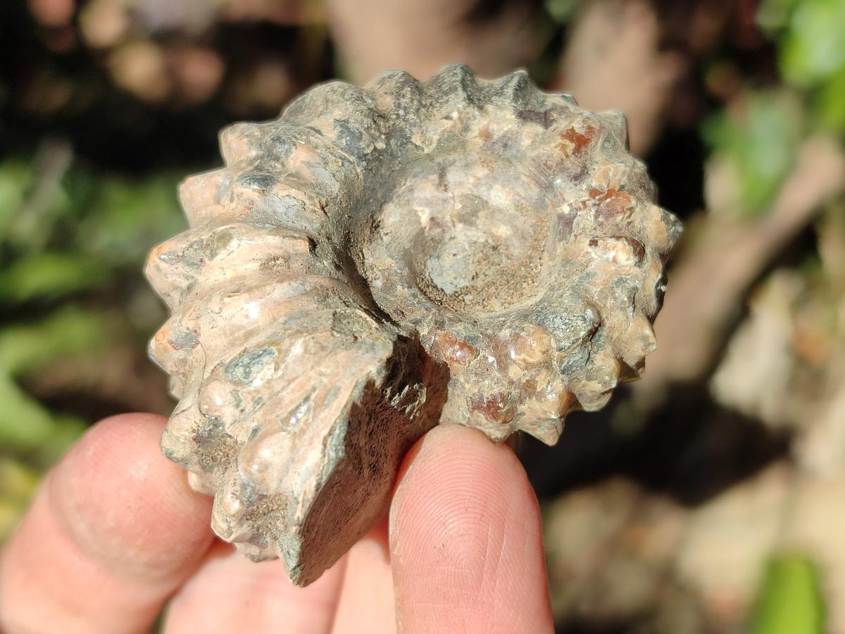 Natural Douvilleiceras Ammonite Fossils x 12 From Maintirano, Madagascar - Toprock Gemstones and Minerals 