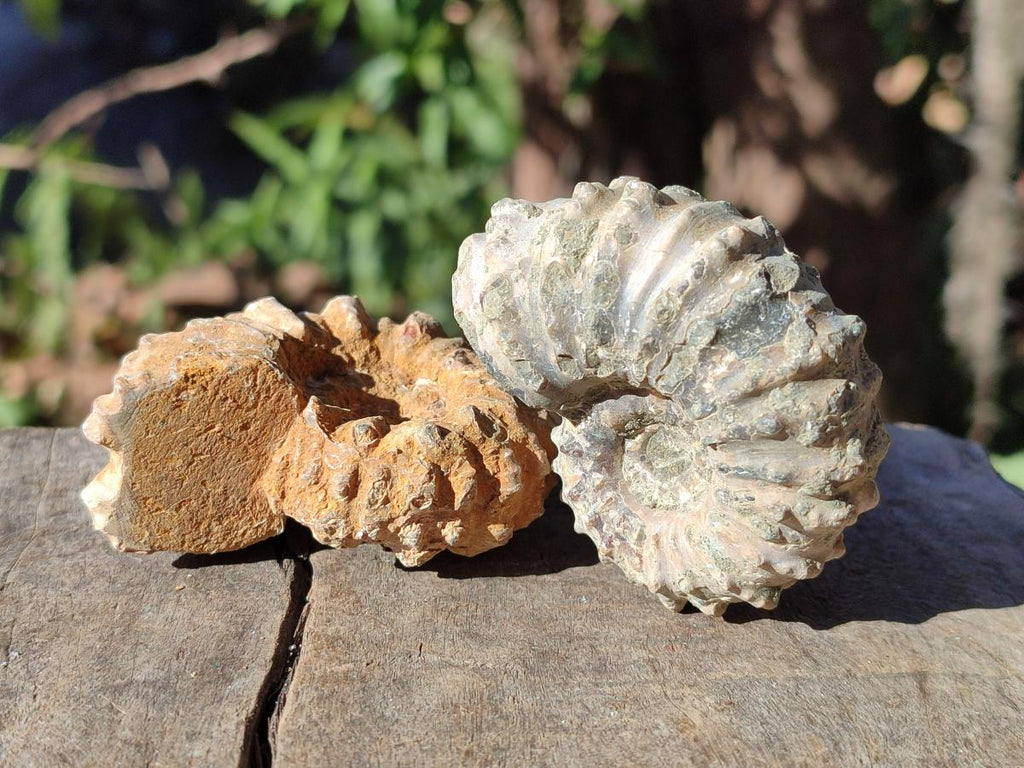 Natural Douvilleiceras Ammonite Fossils x 12 From Maintirano, Madagascar - Toprock Gemstones and Minerals 