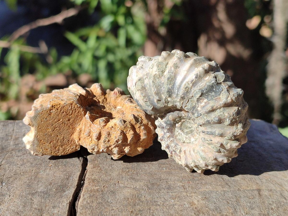 Natural Douvilleiceras Ammonite Fossils x 12 From Maintirano, Madagascar - Toprock Gemstones and Minerals 