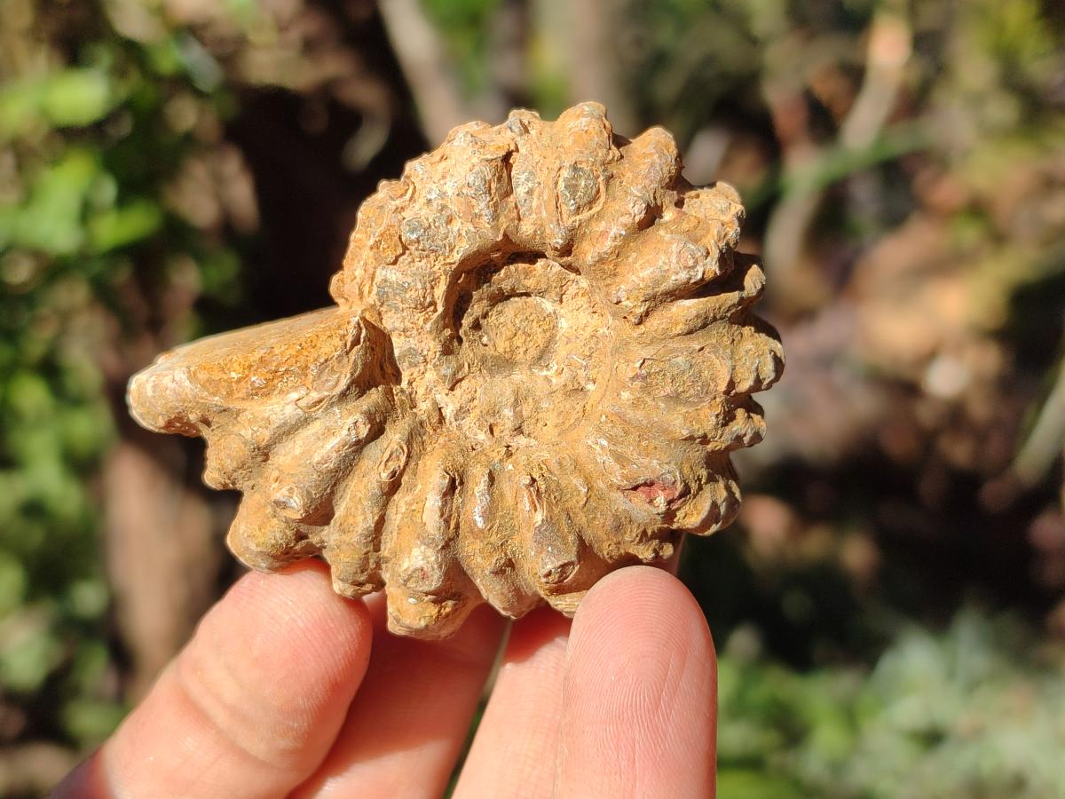 Natural Douvilleiceras Ammonite Fossils x 12 From Maintirano, Madagascar - Toprock Gemstones and Minerals 