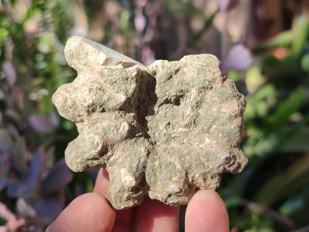 Natural Douvilleiceras Ammonite Fossils x 12 From Maintirano, Madagascar - Toprock Gemstones and Minerals 