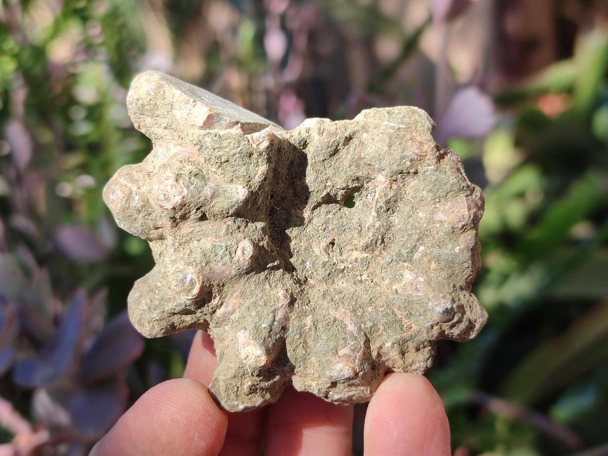 Natural Douvilleiceras Ammonite Fossils x 12 From Maintirano, Madagascar - Toprock Gemstones and Minerals 