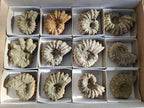 Natural Douvilleiceras Ammonite Fossils x 12 From Maintirano, Madagascar - Toprock Gemstones and Minerals 