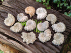 Natural Douvilleiceras Ammonite Fossils x 12 From Maintirano, Madagascar - Toprock Gemstones and Minerals 