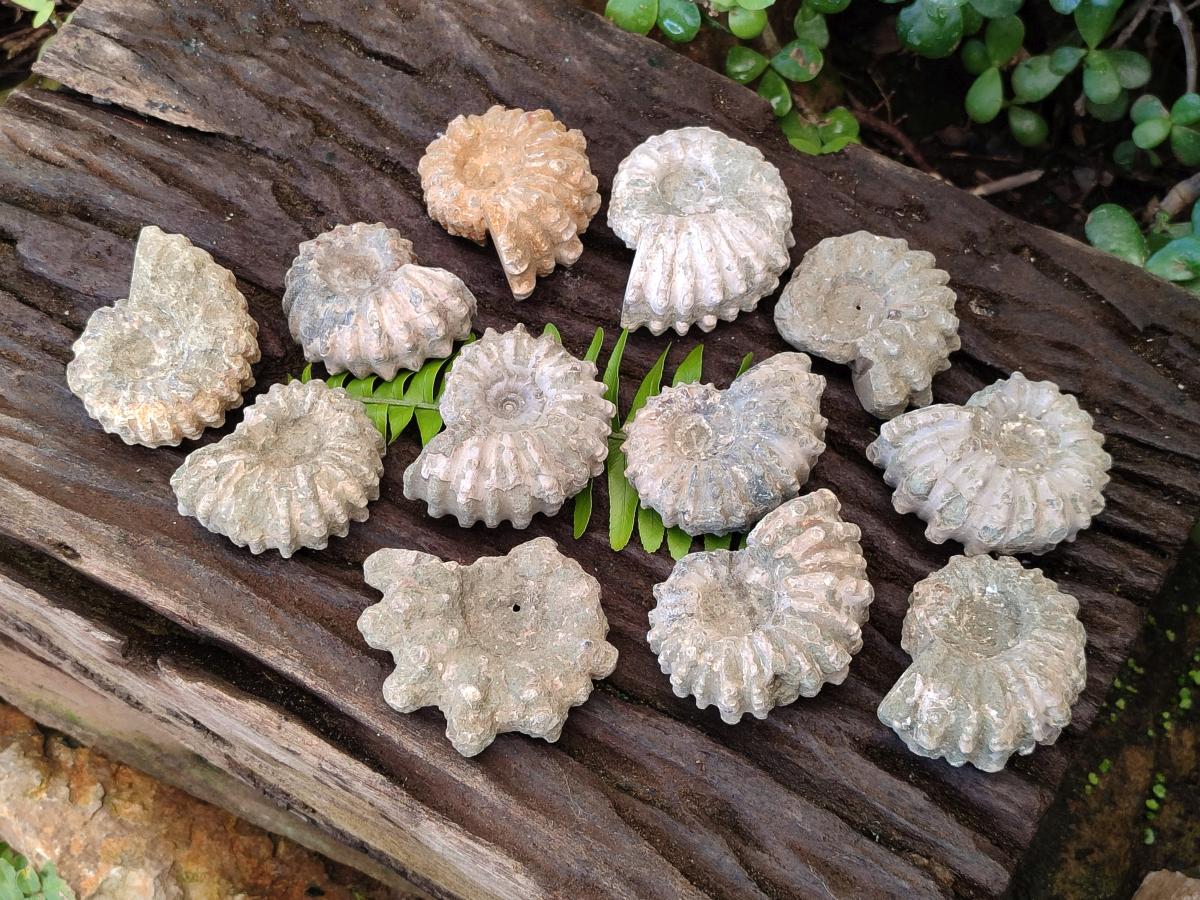 Natural Douvilleiceras Ammonite Fossils x 12 From Maintirano, Madagascar - Toprock Gemstones and Minerals 