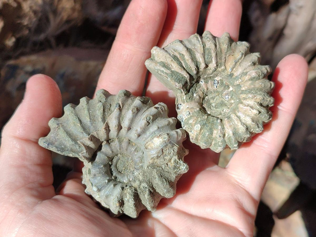 Natural Douvilleiceras Ammonite Fossils x 12 From Maintirano, Madagascar - Toprock Gemstones and Minerals 